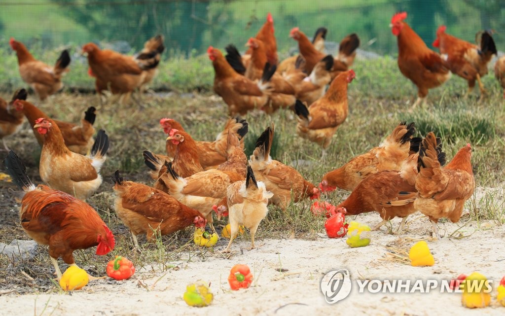 제동목장의 제주재래닭