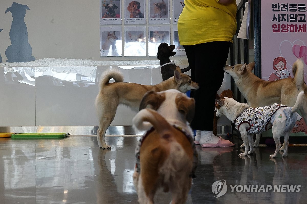 새로운 가족 기다리는 유기견들