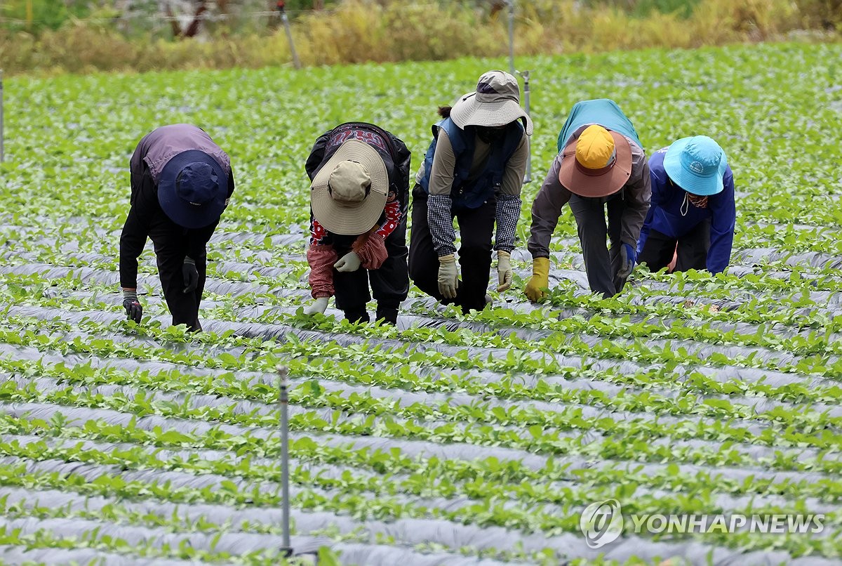 비 오기 전에 바빠진 농작업