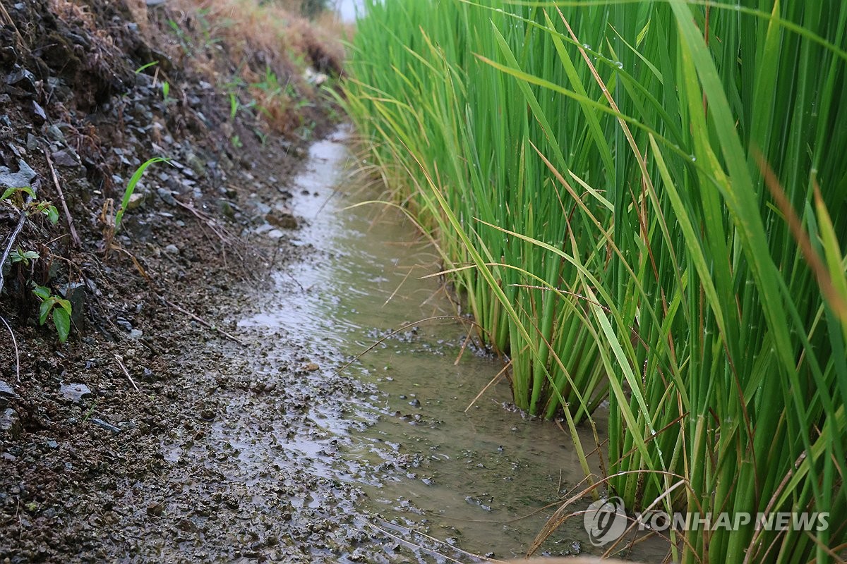 마른 땅 적시는 단비