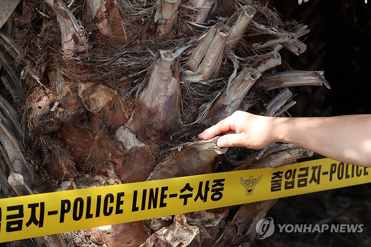 시신 발견된 야자수농장의 야자수 줄기