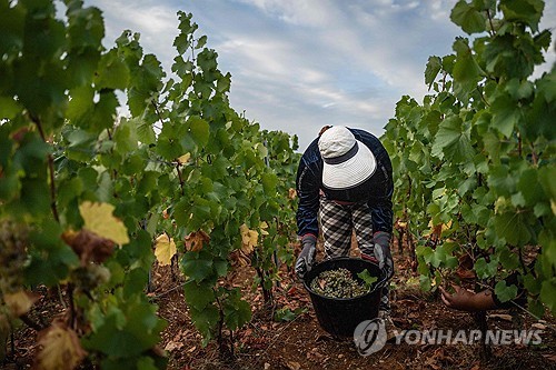 프랑스 와이너리 