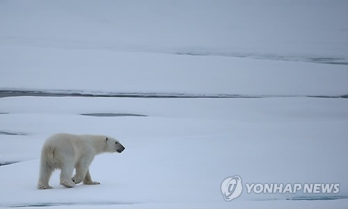 해빙 위 걷는 북극곰