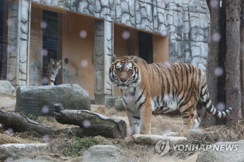청주동물원 한국호랑이 호순·호붐 남매