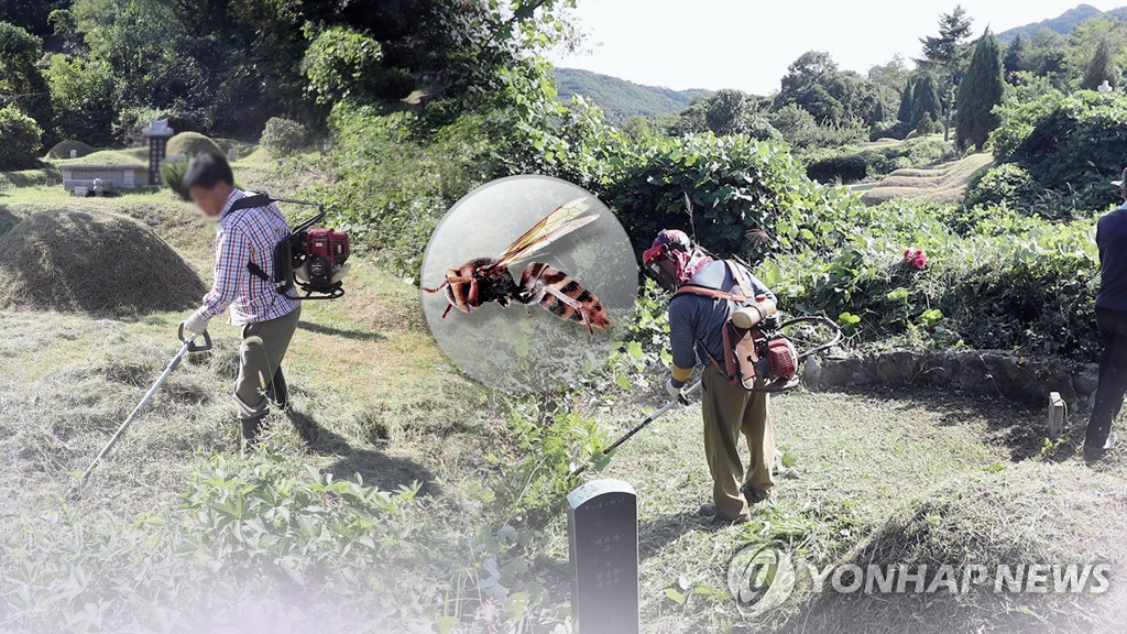 추석 앞두고 벌 쏘임 급증… 1년 중 9월 가장 많아 (CG)