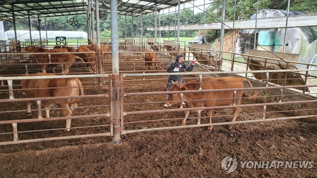 구제역 예방백신 접종