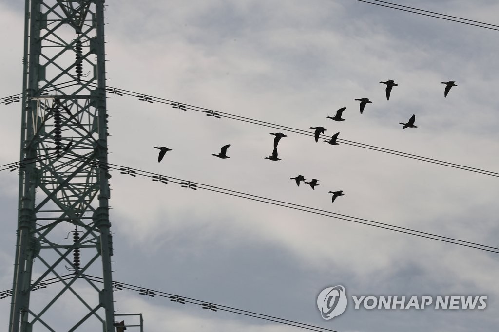 이동하는 철새