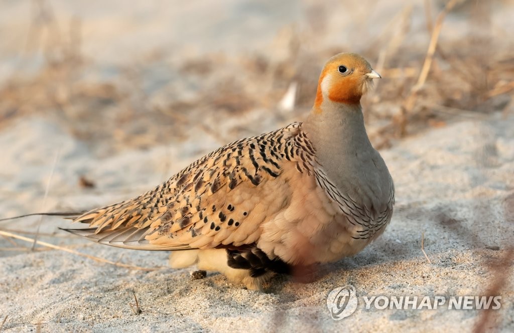 1947년 이후 국내서 처음 관찰된 사막꿩