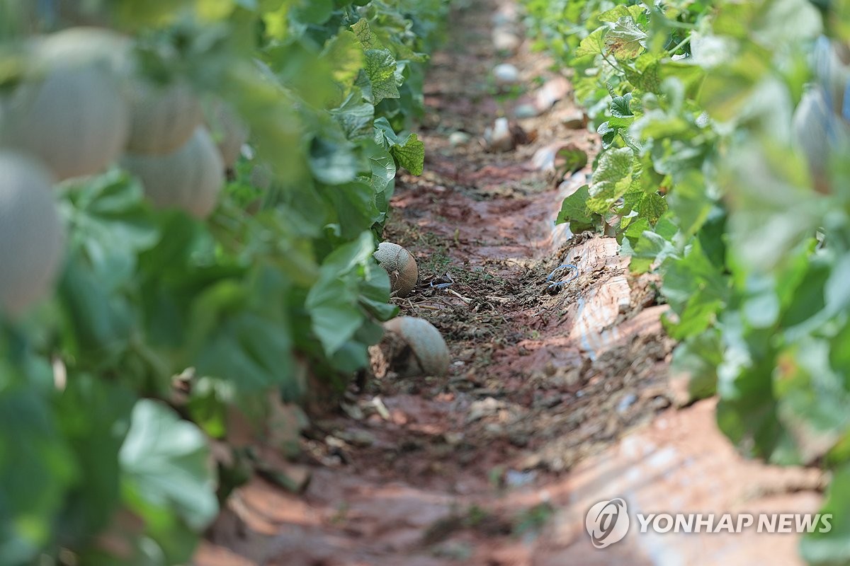바닥에 떨어진 멜론