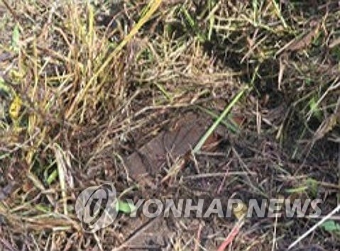 DMZ 3일차 현장조사, 북한 수지 반보병지뢰 1발 발견