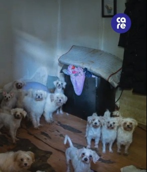 현장에서 구조된 개들