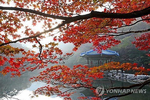 정읍 내장산 단풍