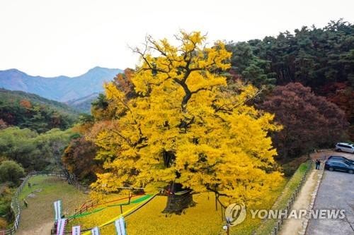 천태산 은행나무