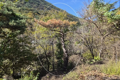 재선충병 양성 판정된 소나무(흰색 원안)