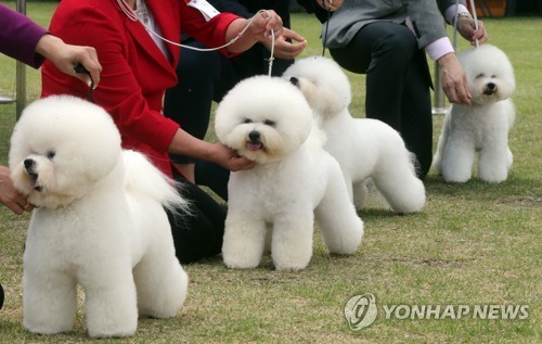 대전 동물보호문화축제에 참가한 강아지들