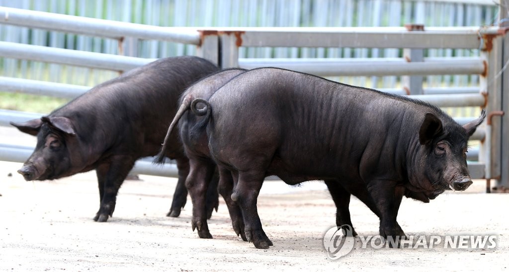 제주흑돼지