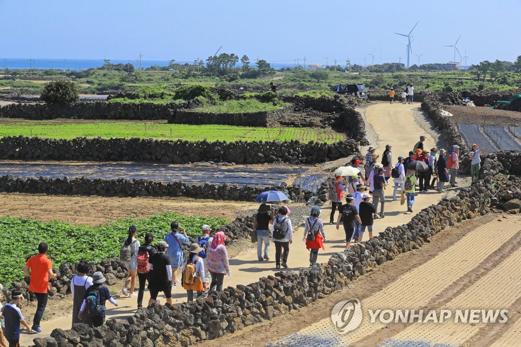 제주 밭담 탐방 모습