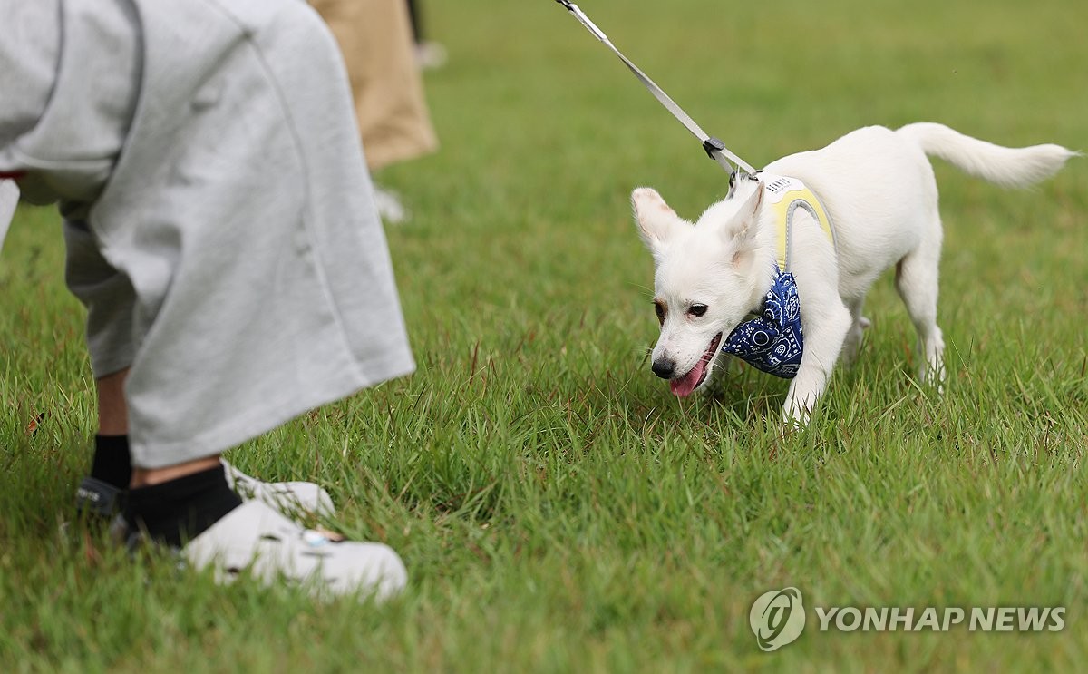 반려견