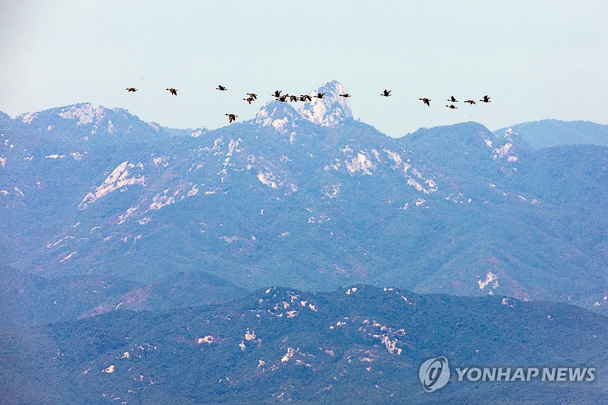 남북 사이를 가르는 철새들