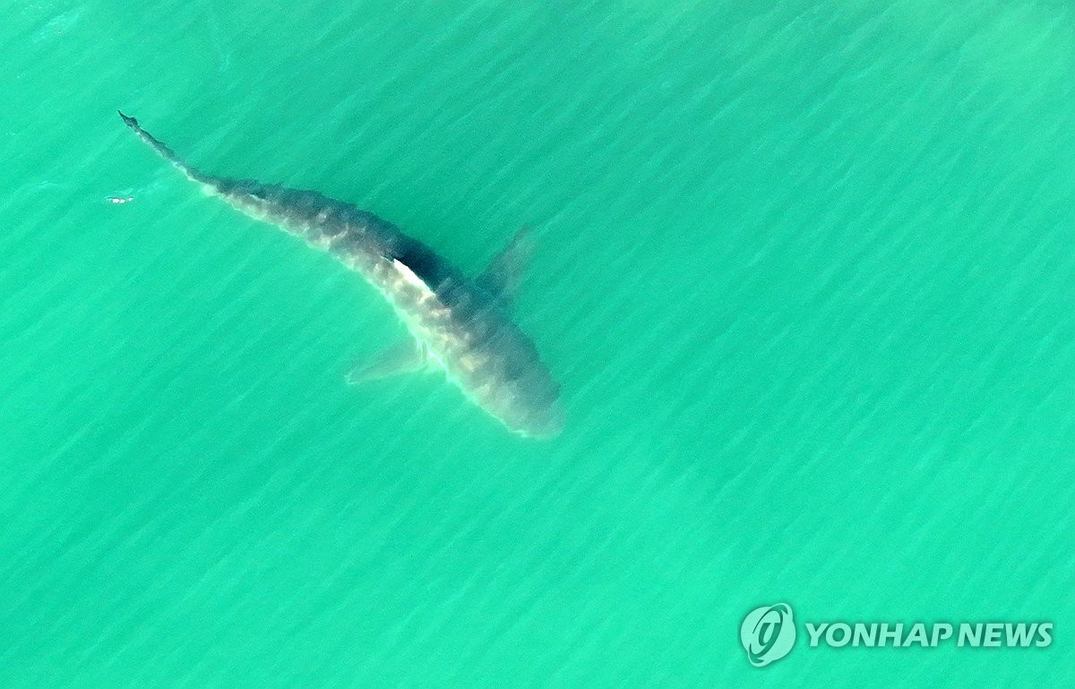헤엄치는 부캉이