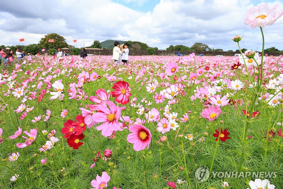 완연한 가을, 코스모스 활짝