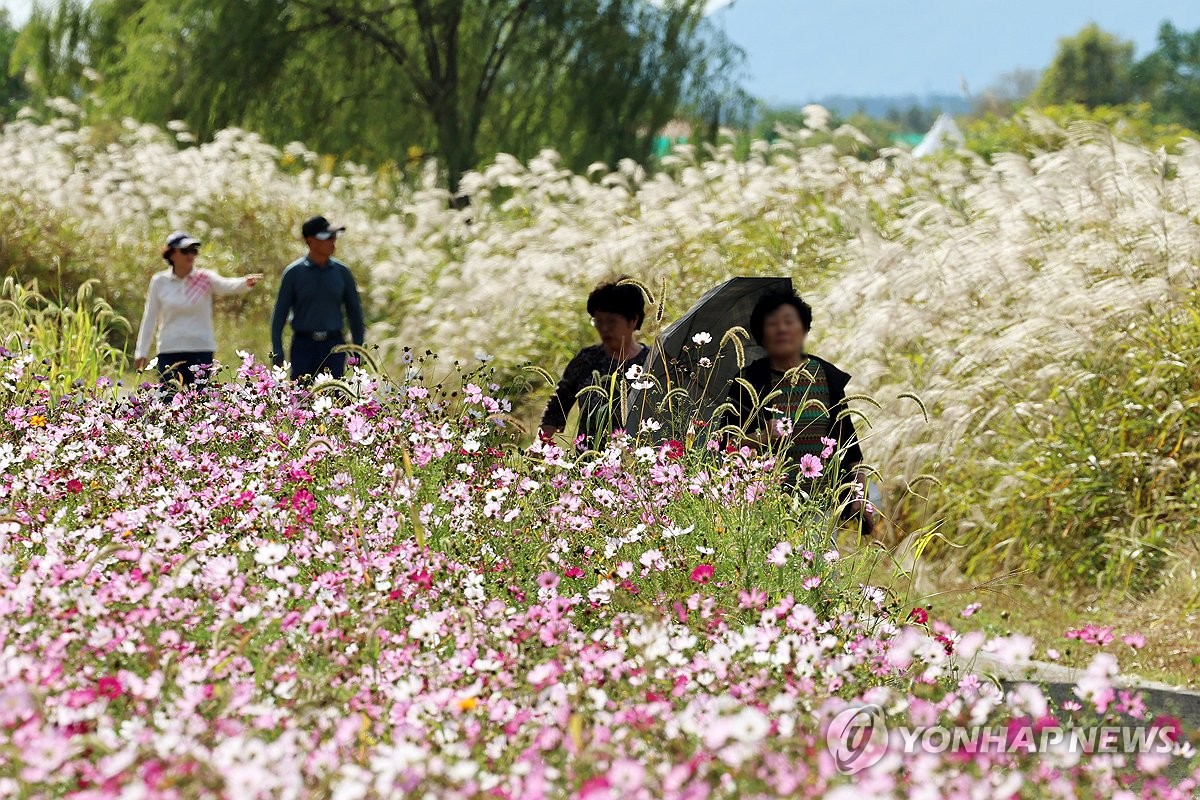 서창 영산강변에서 가을산책