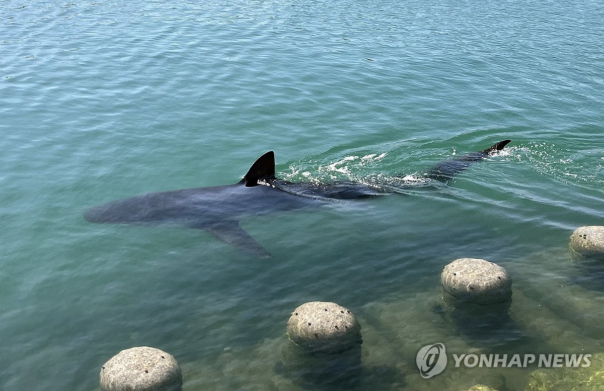 부산 북항 친수공원 한달살기 '부캉이'