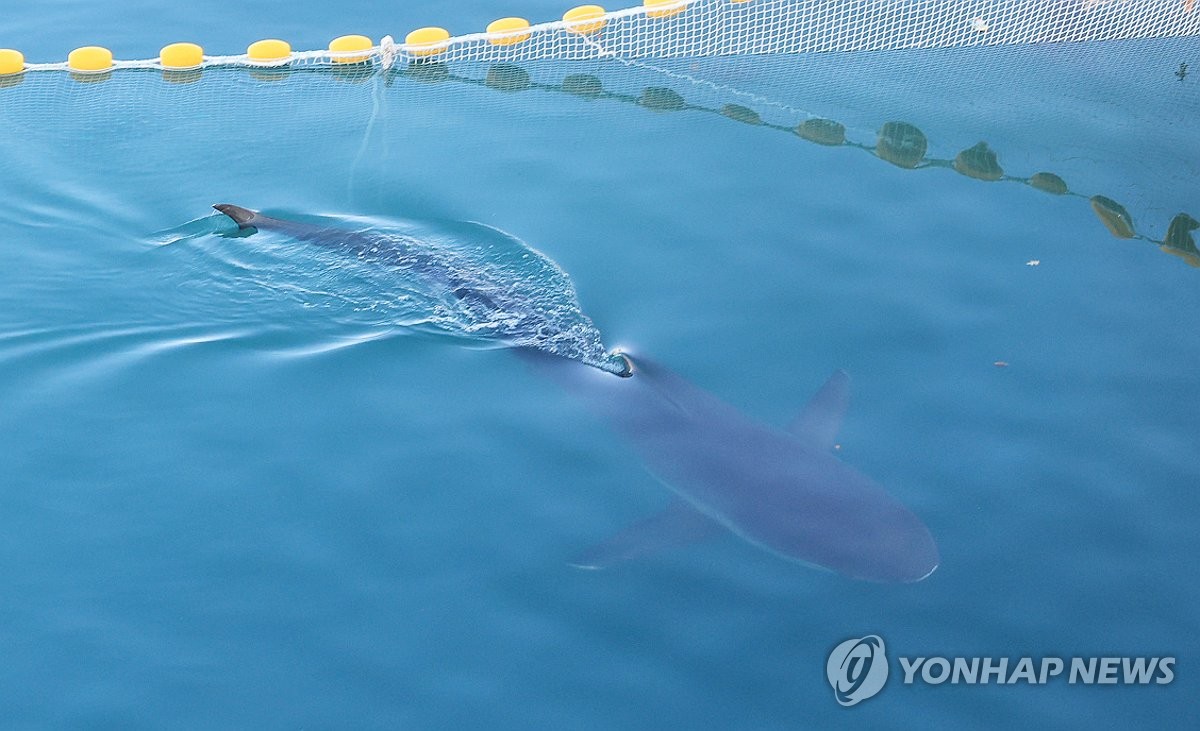 22일 발견된 부캉이 모습