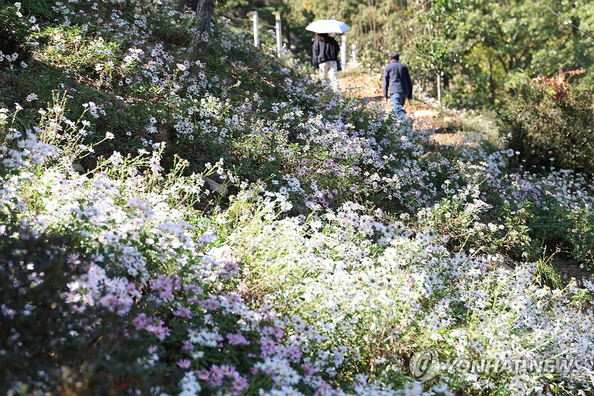 구절초 향기 맡으며 산책
